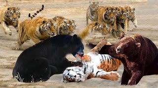 Hungry Tiger Died Tragically While Trying To Hunt A Newborn Bear - Angry Bear Kill Tiger by TH Animal Wild 22,072 views 1 year ago 10 minutes, 20 seconds