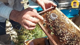 كيفية عمل ملكه لخلية النحل  كيفية تكوين خليه جديده | مملكة النحل  @osamarezk873