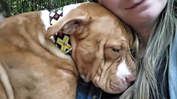 Abandoned dog keeps hugging humans