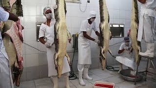 Inside the Crocodile Factory Farm: Unveiling the Process' by Tech Machine 1,229 views 3 weeks ago 5 minutes, 11 seconds