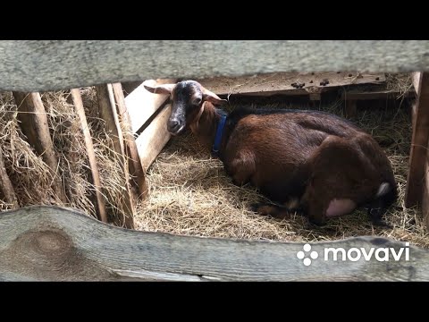 Парез у коз. Лечение пареза, симптомы.