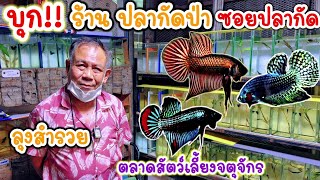 คนเลี้ยง​สัตว์​ EP.171 บุก!! ร้าน​ปลากัด​ป่า​ (ลุงสำรวย)​ #ปลากัด #fish #bettafish #ตลาดจตุจักร