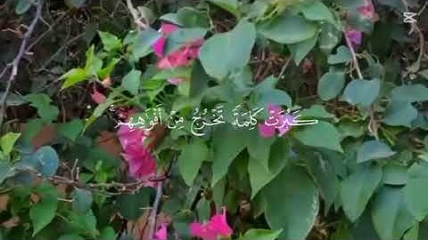 مَن قَرأ سورةَ الكهفِ في يومِ الجُمعة، أضاء لهُ مِن النور ما بين الجُمُعتين #قرآن  #جمعة_مباركة 🌸🌿