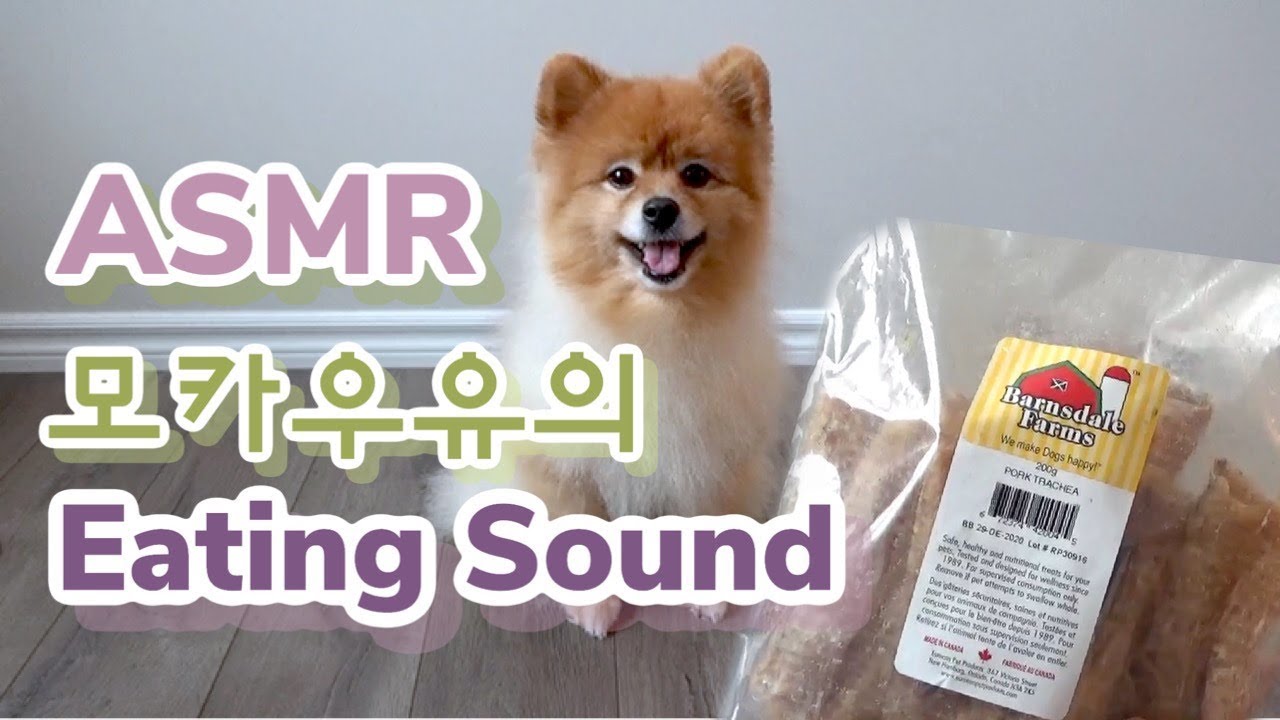 [강아지 ASMR] 사모예드 포메라니안 Eating Sound 먹방중에 먹방!