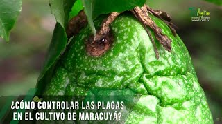 Cómo controlar las plagas en el cultivo de maracuyá - TvAgro por Juan Gonzalo Angel Restrepo