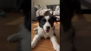Border Collies = Pure Cuteness! 🐾💖#animalshorts #cute #love #bordercollies #puppies