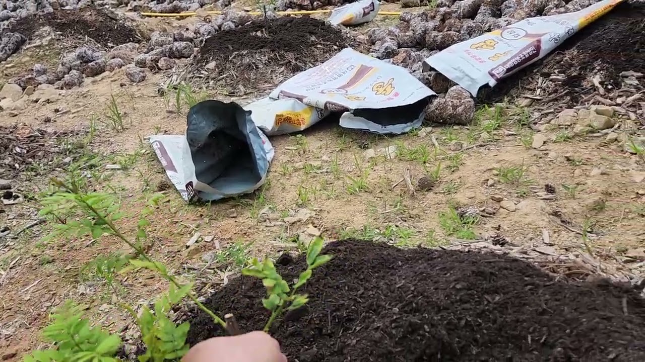 250612목 가을식재후 식재1년차 민제피밭 본격퇴비시비