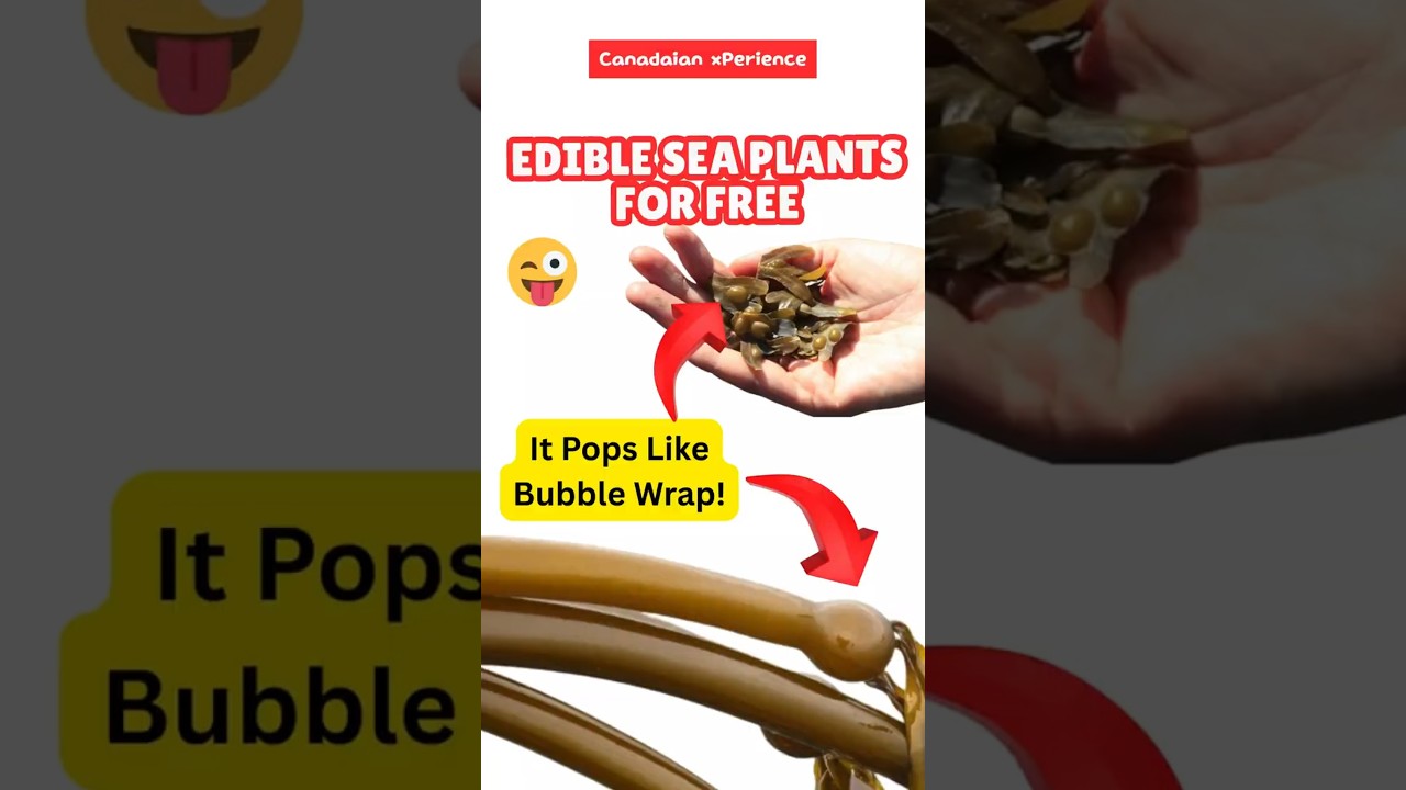 We Got Bored and Found a Hidden Beach in Canada 🌊 (Nova Scotia Adventures) 