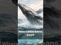 Cartilaginous Chondrichthyes like Carcharodon Carcharias #song #funny #facts