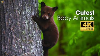 4K Video Ultra HD Baby Animals - Cutest Animal Videos in The World