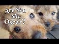 Are You My Norwich Terrier Puppy? の動画、YouTube動画。