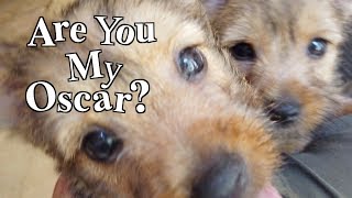 Are You My Norwich Terrier Puppy?