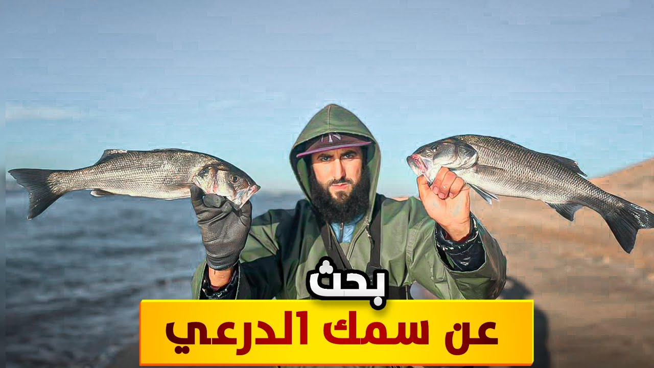 البحث عن سماك الدرعي: في المصايد الصخري والرمل والمختلطة مع نصائح للمبتدئ