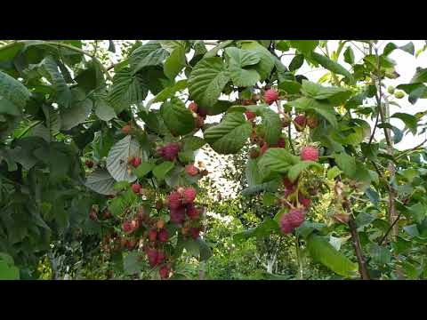 Малина Сорт Бабье Лето Отзывы Фото