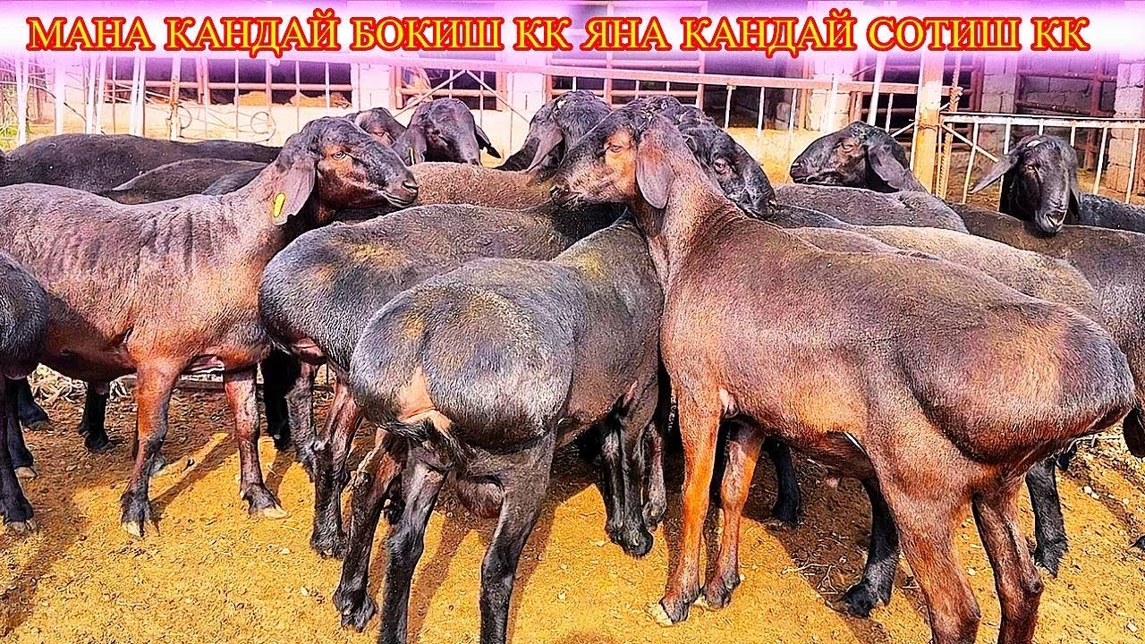 ЯХШИСИ ЎЗИНГИЗ КЎРИНГ МАНА МАРТЛИК АНА ЭХСОН ЯНА БОНУС НАРХЛАР СИНДИ