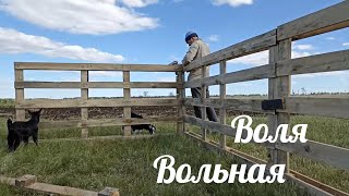 Делаем свободный выгул животным//полка под цветы//высаживаем рассаду в теплицу