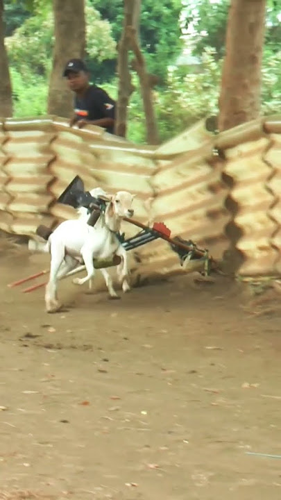 detik detik keleles karapan kambing lepas