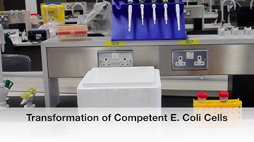Protocol 6: Transformation of Competent E. Coli Cells