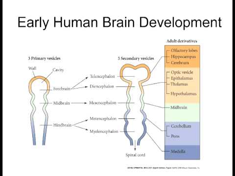lecture 7 brain development youtube brain development