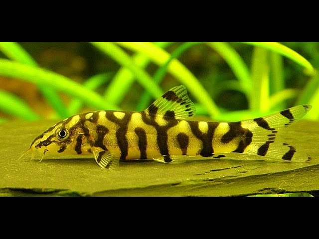 Боция мраморная и улитка/Botia lohachata&snail