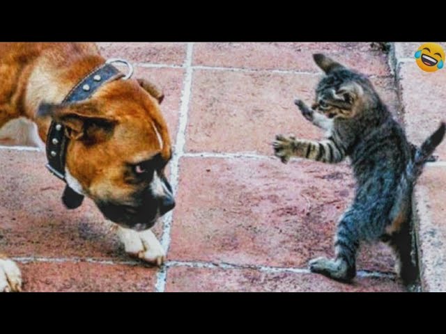 Hilarious Hijinks: Funniest Moments with Cats and Dogs!