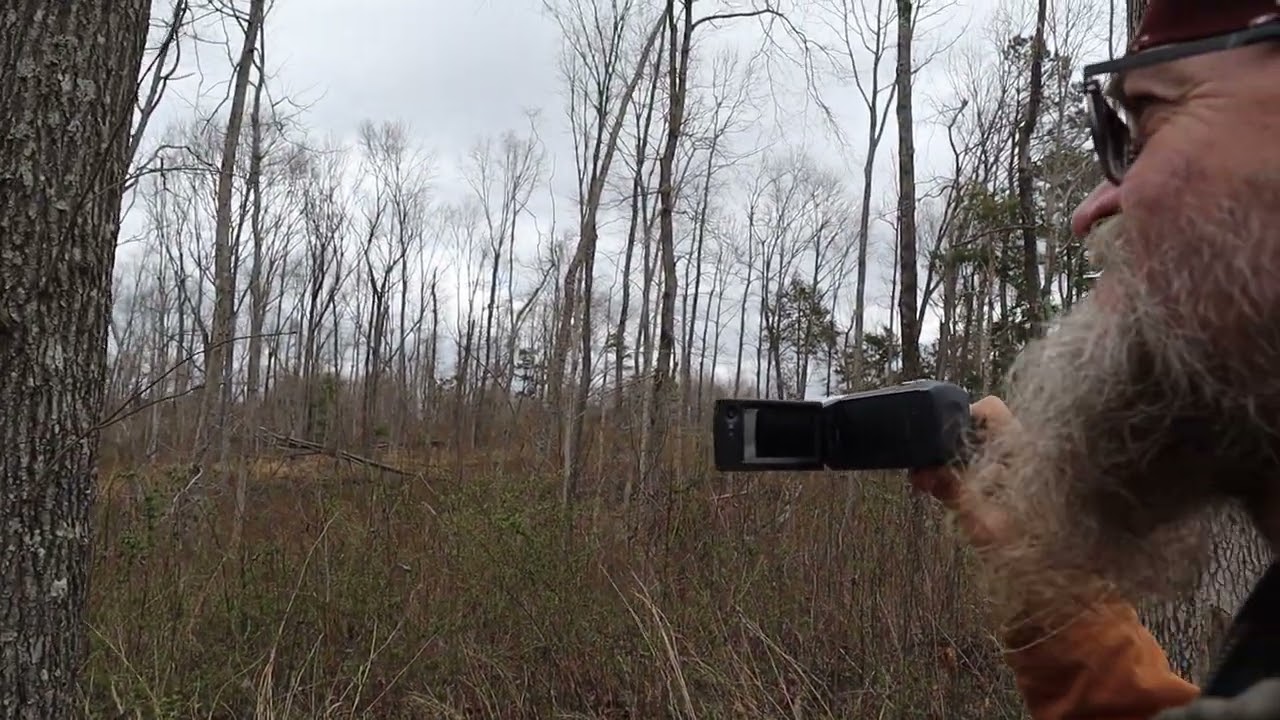 Strange Sounds Heard In The Woods (After Seeing Glowing Red Eyes The Night Before)