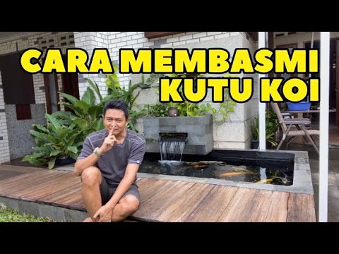 CARA MEMBASMI KUTU KOI DIKOLAM