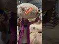 tujh Sang Preet lagai sajna ♥️♥️#shorts #short #shortvideo #shortsfeed #viralvideos #reels #newreel