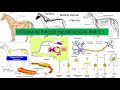 Sistema Nervioso Parte 1 - Anatomía Veterinaria
