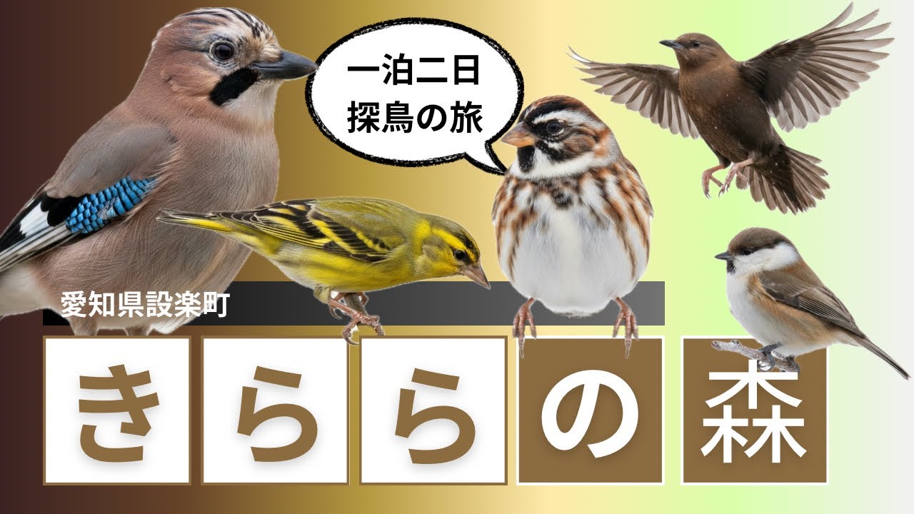 きららの森【野鳥撮影Vlog】ジムニーシエラで車中泊！in愛知県設楽町。マヒワ｜カワガラス｜カシラダカ｜カケスetc.