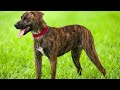 Treeing Tennessee Brindle Dog Facts,Maintenance And Grooming,Training