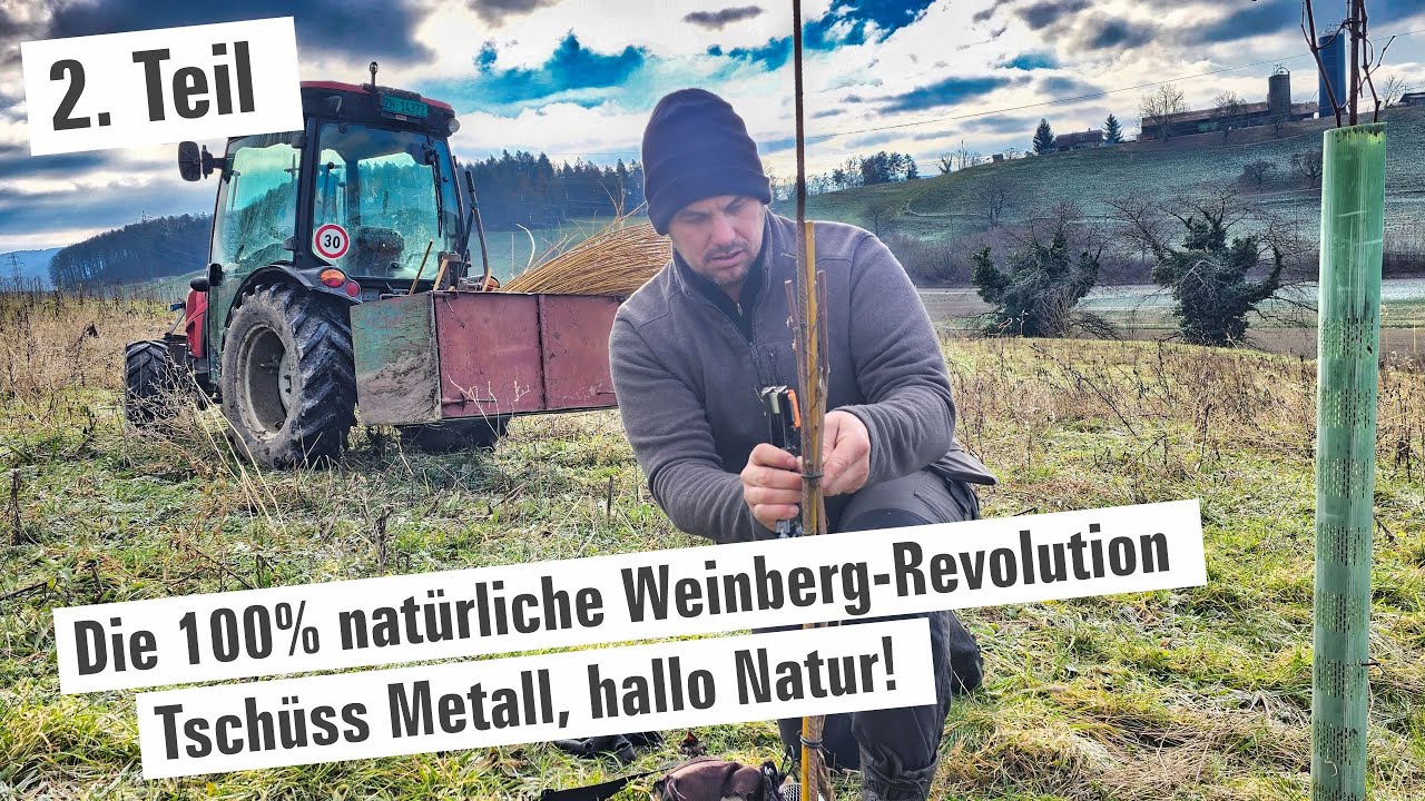 Die 100% natürliche Weinberg-Revolution? 🍷 |  Teil 2 | mit Herzblut zum Wein Vlog #386