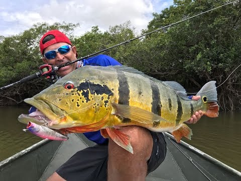 ATAQUE NA SUPERFÍCIE ESPETACULAR DE UM TUCUNARÉ AÇU