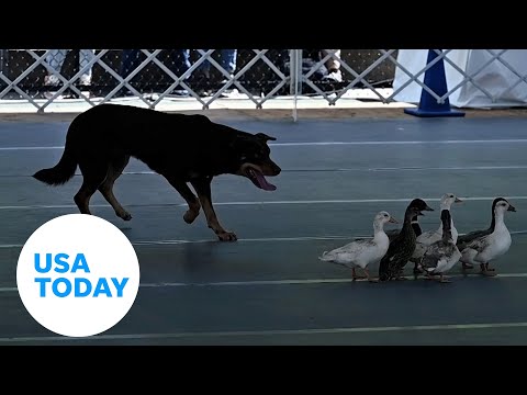 Westminster Kennel Club kicks off the first Canine Celebration Day | USA TODAY