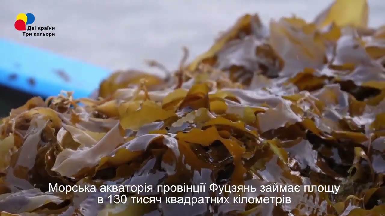 YouTube player