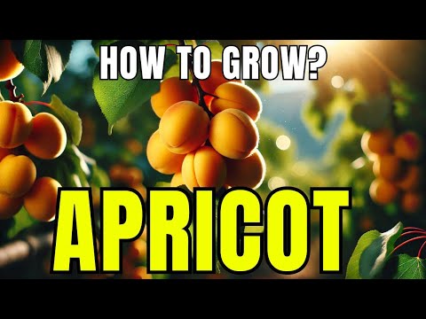 How To Grow Apricot | Grow Apricot Tree From Seeds