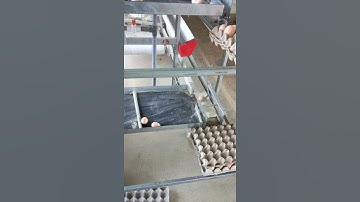 breeder egg collection