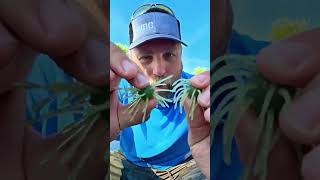 Dont buy the new Uni HD until you see this #fishing #bassfishing #bait