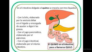 DIGESTIVE SYSTEM