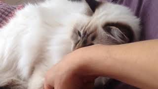 Cat Training: Kinney (Birman)  Happy being handled, Work with props