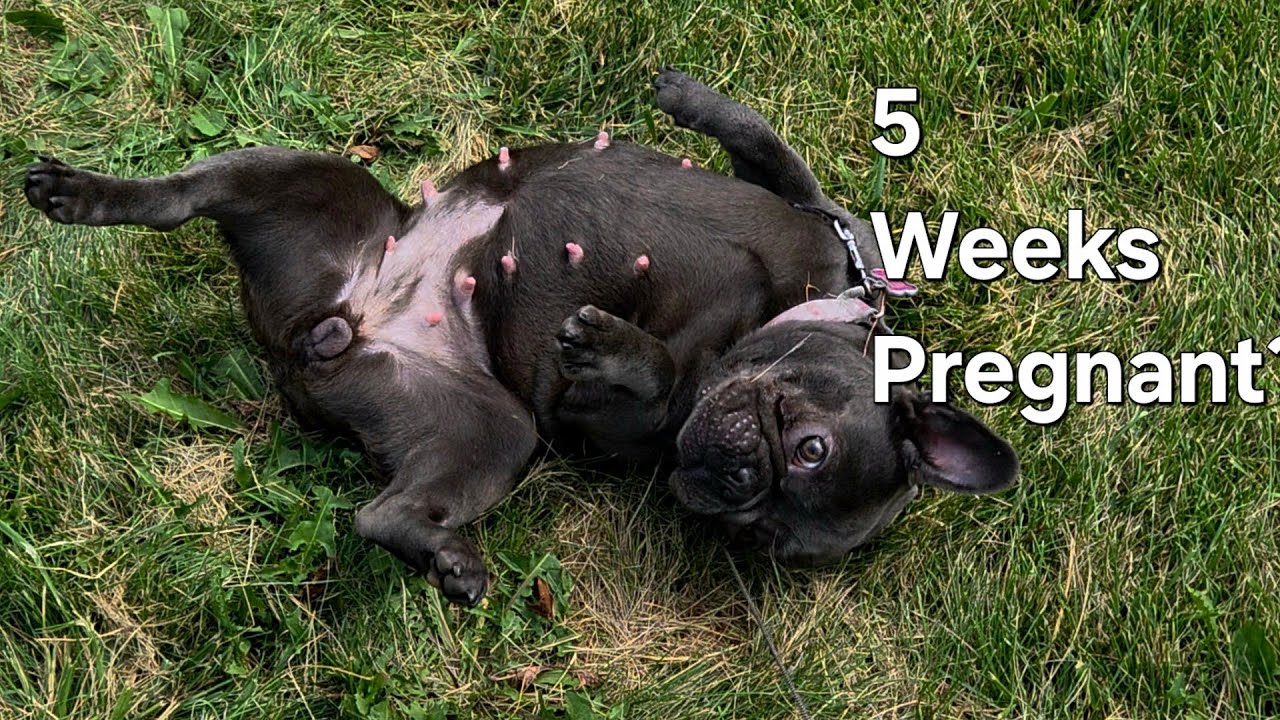 5 Week Pregnant French Bulldog Update