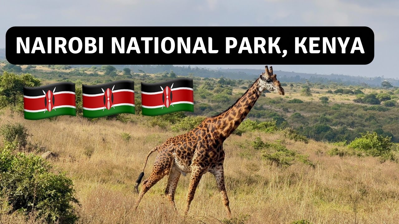 Savanna in the City:Nairobi National Park Experience.