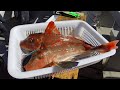 釣った魚の船上で処理方法 ホウボウ神経絞め編