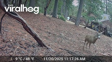 Blacktail Buck Hurls Decoy || ViralHog