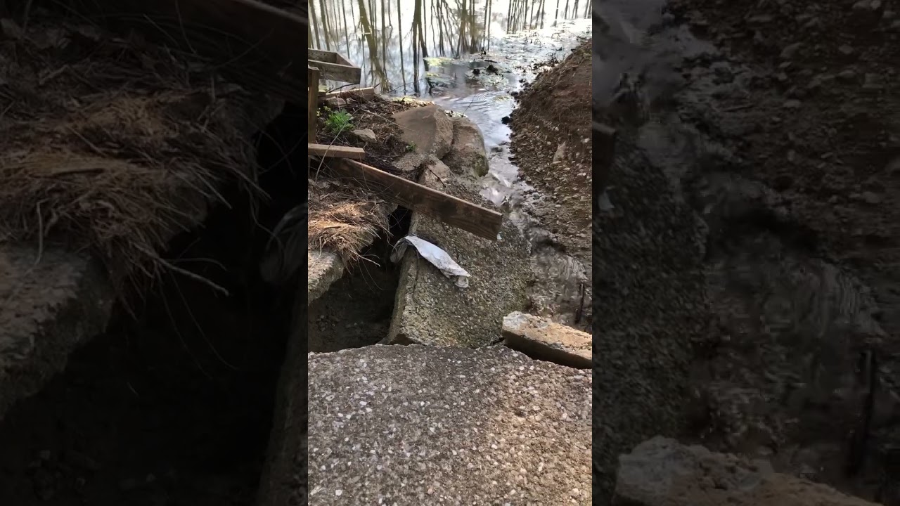 I almost stepped on this snake. 