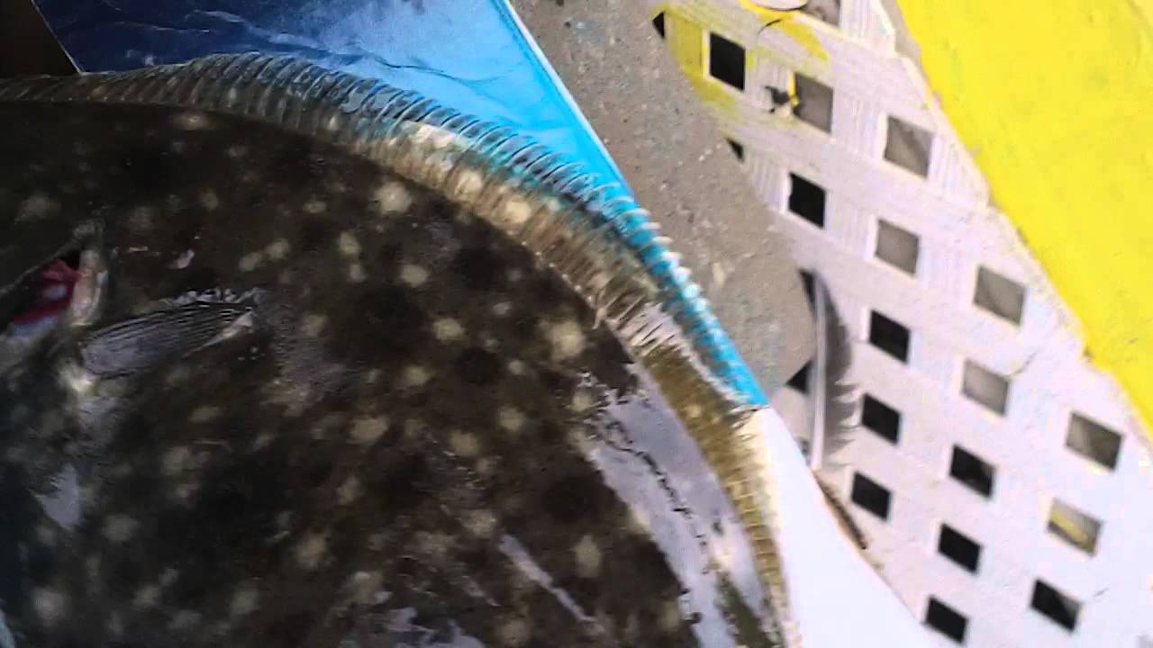 FLOUNDER KEY EAST YouTube