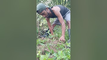 Harvesting cassava part 573 #shorts #farming #cassava #nature  #cassavaroots #cassavafarming