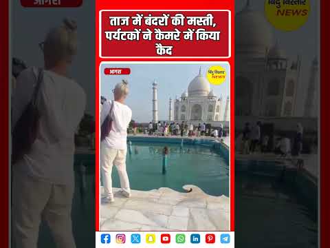 ताजमहल के टैंक में बंदरों की 'पूल पार्टी, बंदरों की मस्ती को पर्यटकों ने किया कैमरे में कैद