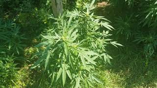 Should You Remove Fan Leaves During Flowering?