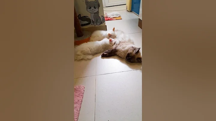 Watch the video about Persian cats drinking its mother milk #youtubeserach #cat #shortsfeed